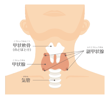 甲状腺